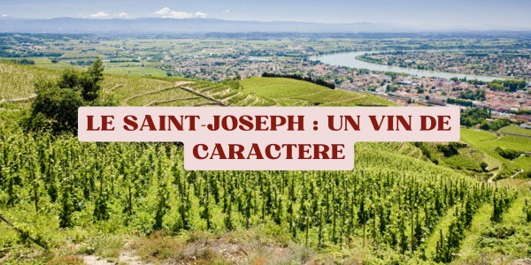 Zoom sur l'appelaltion Saint-Joseph : un vin de caractère 
