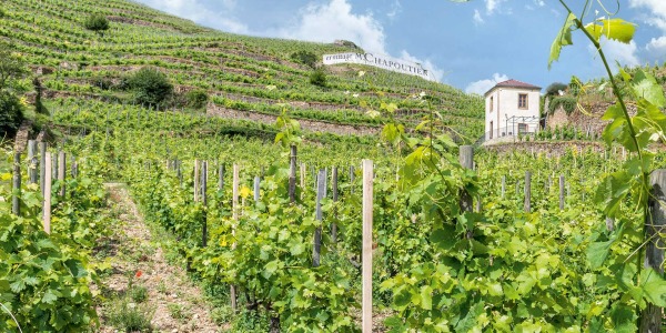 Zoom sur la Maison Chapoutier et sa viticulture en biodynamie