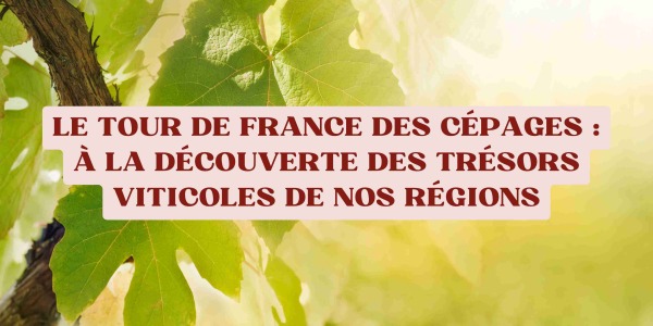 Le Tour de France des cépages : à la découverte des trésors viticoles de nos régions