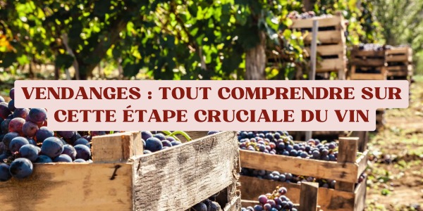 Vendanges : tout comprendre sur cette étape cruciale du vin